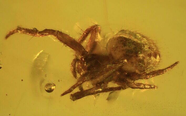 Fossil Spider (Aranea) In Baltic Amber #45123